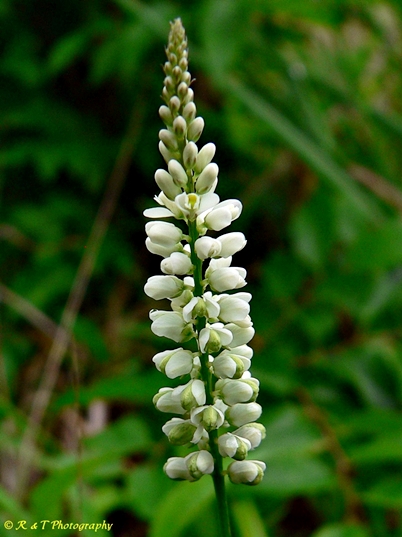 {Polygala boykinii}